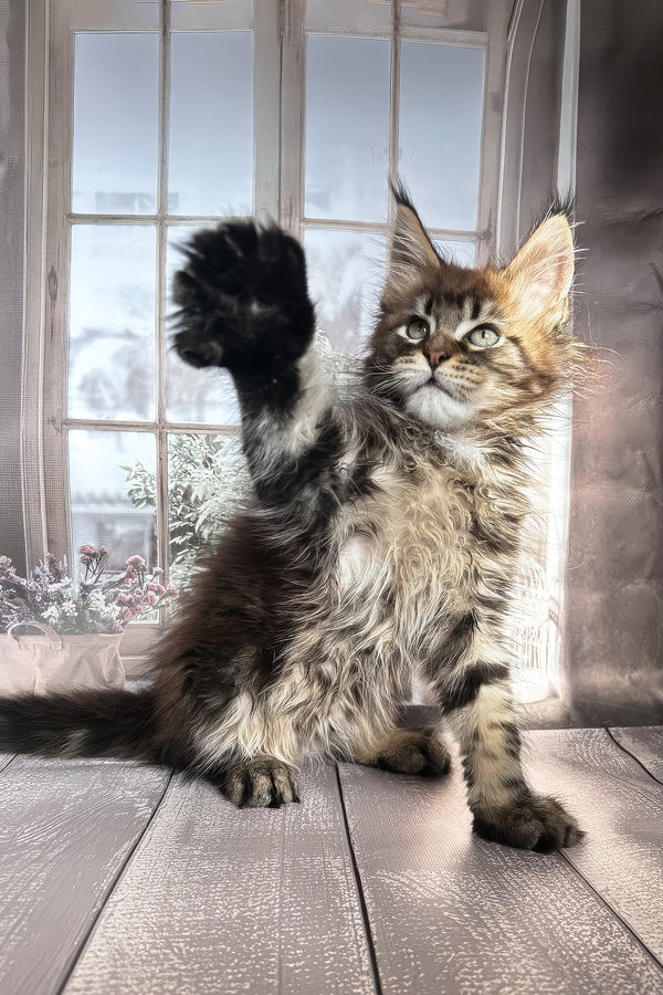 Filat | Maine Coon Kitten
