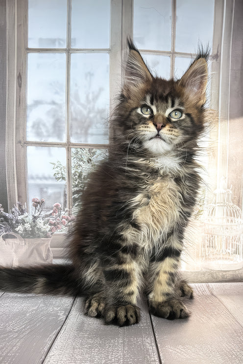 Filat | Maine Coon Kitten