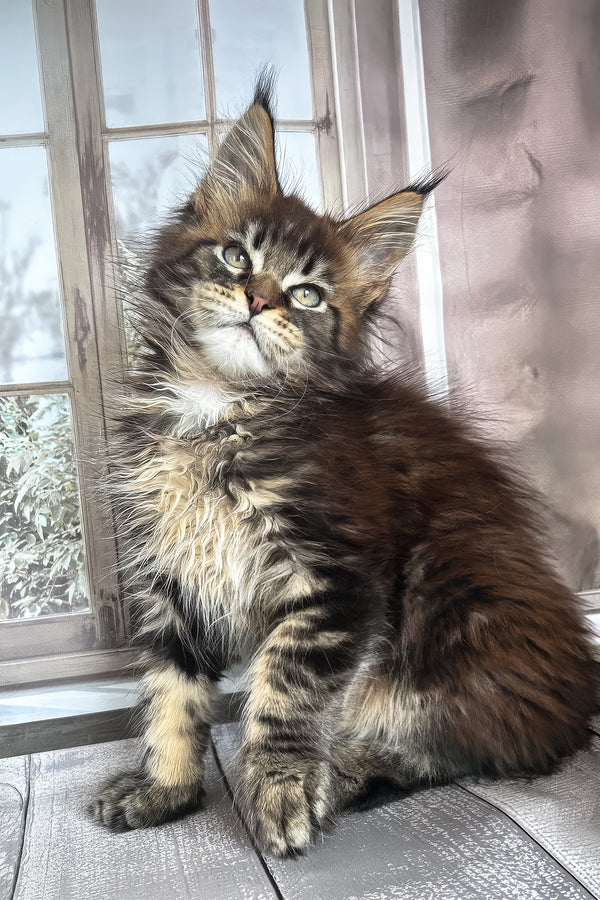 Filat | Maine Coon Kitten
