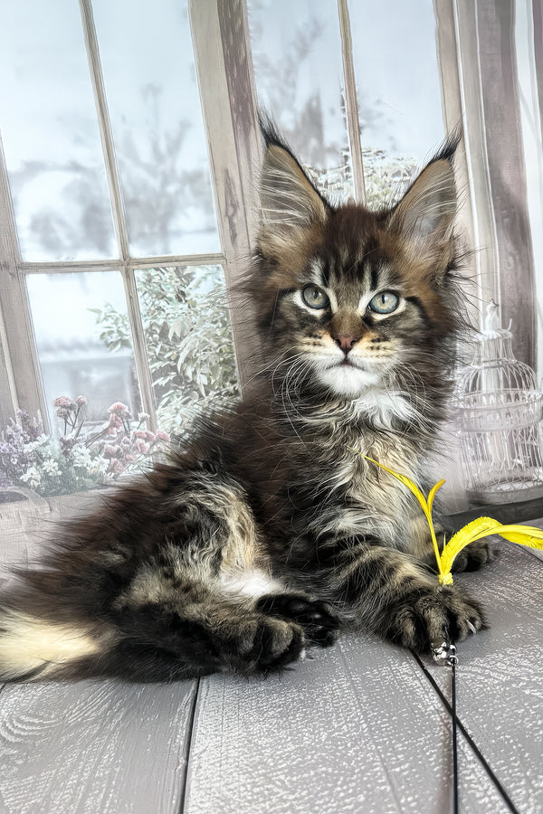 Filat | Maine Coon Kitten