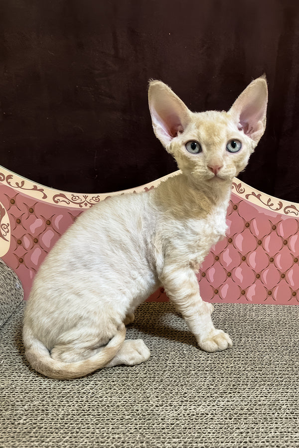 Fingus | Devon Rex Kitten