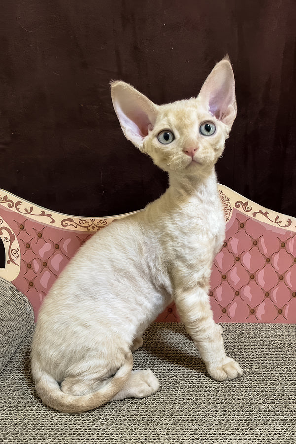Fingus | Devon Rex Kitten