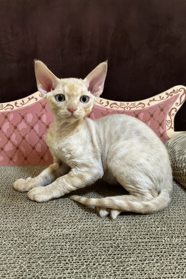 Fingus | Devon Rex Kitten
