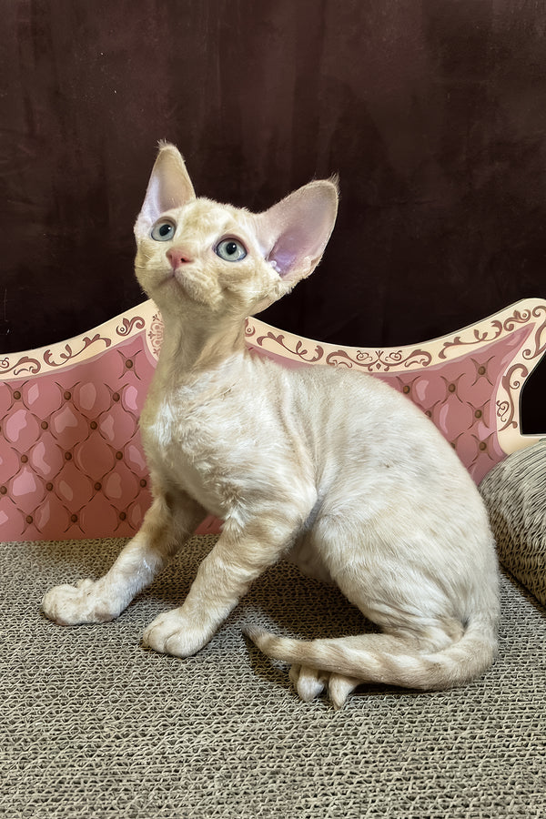 Fingus | Devon Rex Kitten