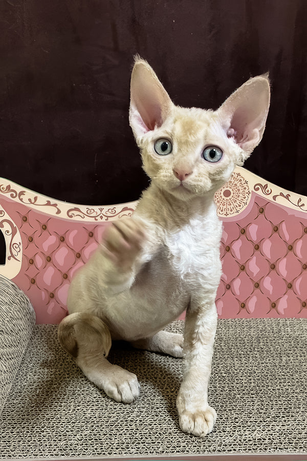Fingus | Devon Rex Kitten
