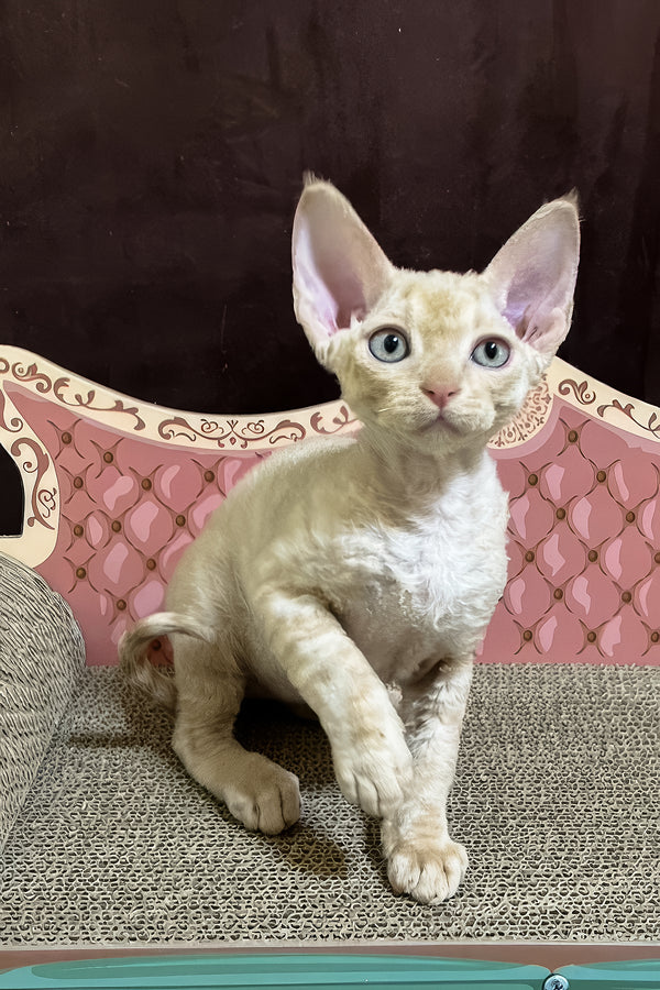Fingus | Devon Rex Kitten
