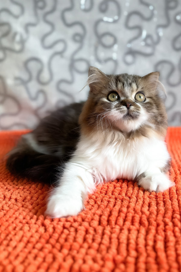 Fiona | Scottish Straight Longhair Kitten