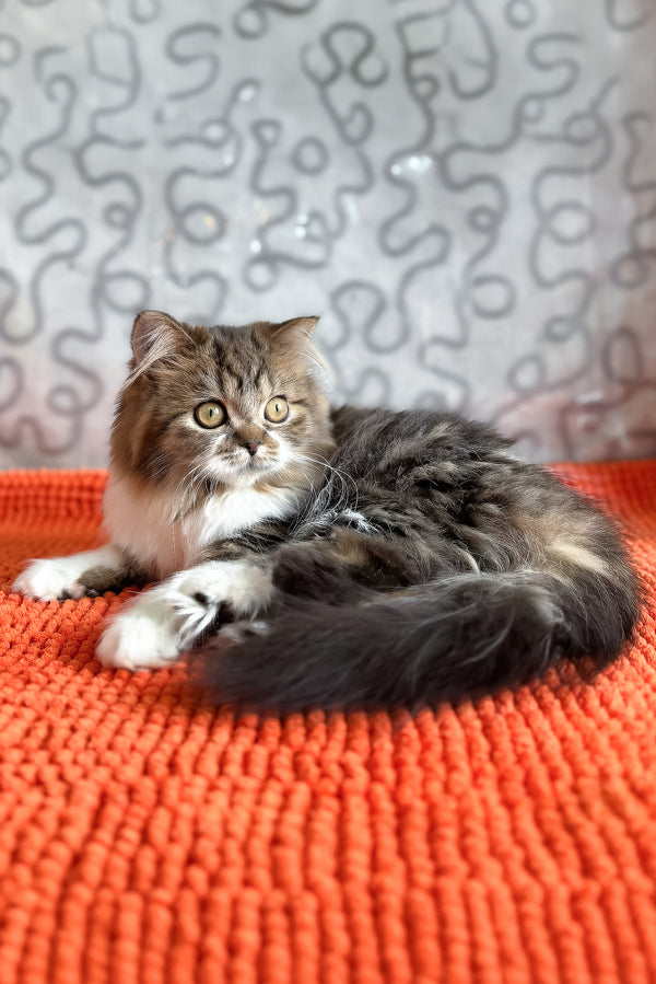 Fiona | Scottish Straight Longhair Kitten