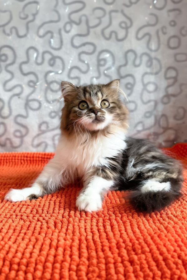 Fiona | Scottish Straight Longhair Kitten