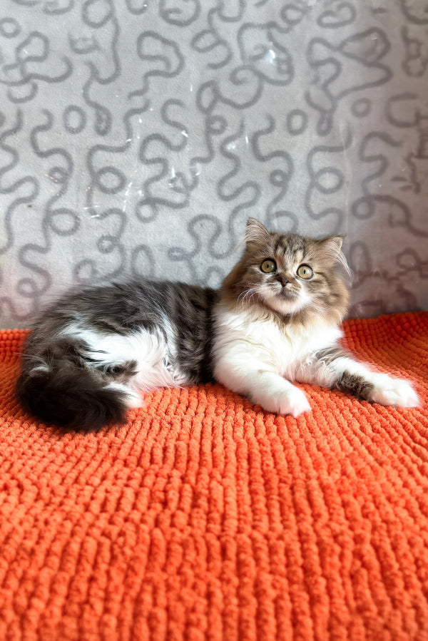 Fiona | Scottish Straight Longhair Kitten
