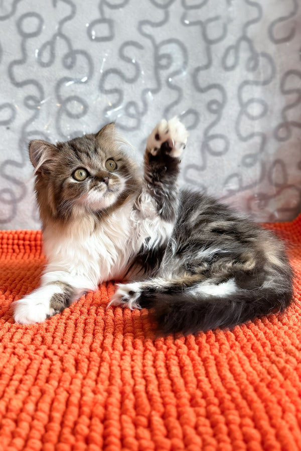 Fiona | Scottish Straight Longhair Kitten