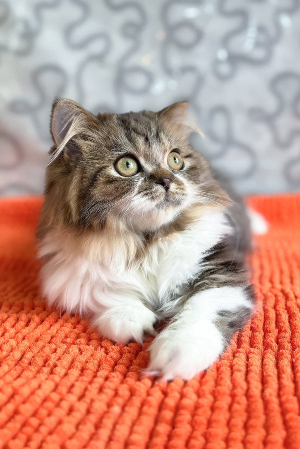 Fiona | Scottish Straight Longhair Kitten