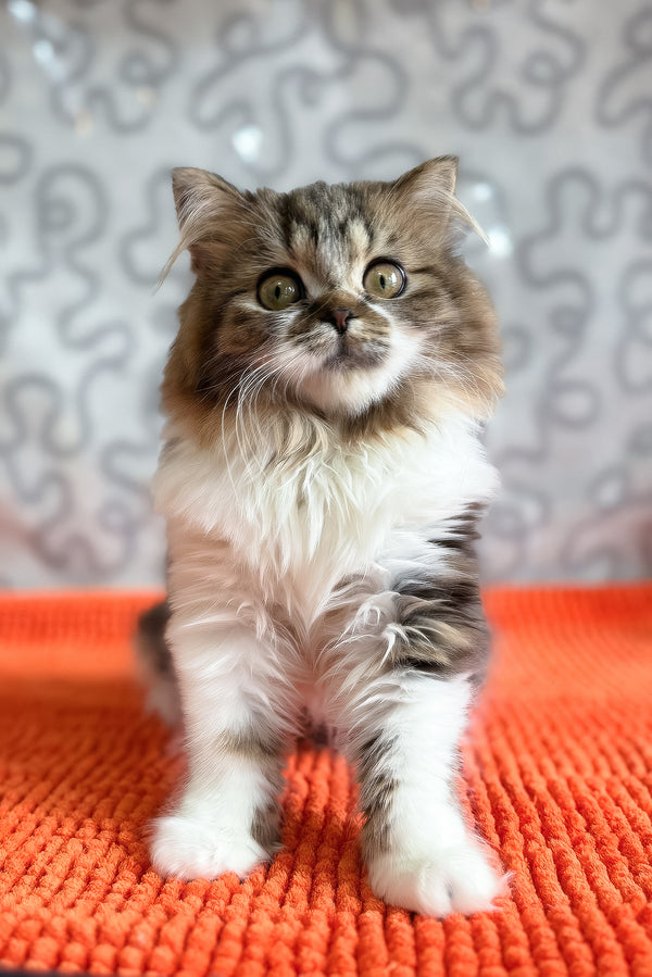 Fiona | Scottish Straight Longhair Kitten