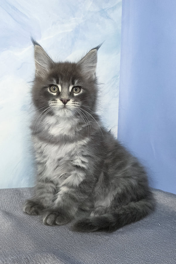 Flash | Maine Coon Kitten