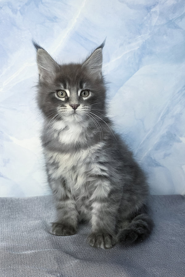 Flash | Maine Coon Kitten
