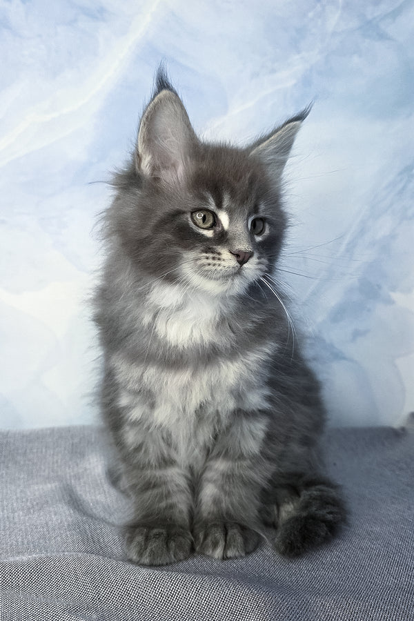 Flash | Maine Coon Kitten