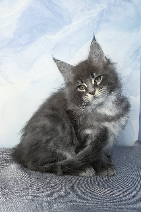 Flash | Maine Coon Kitten