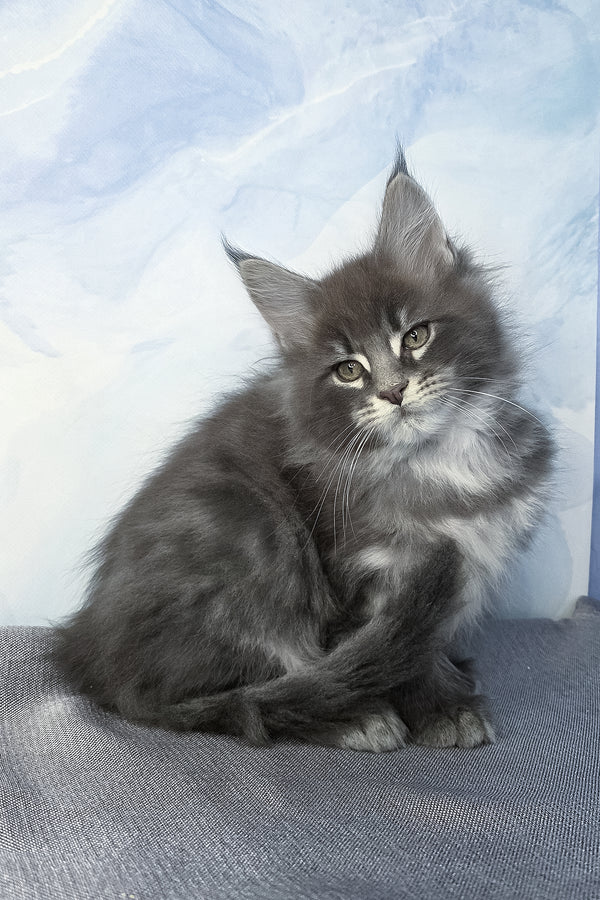 Flash | Maine Coon Kitten