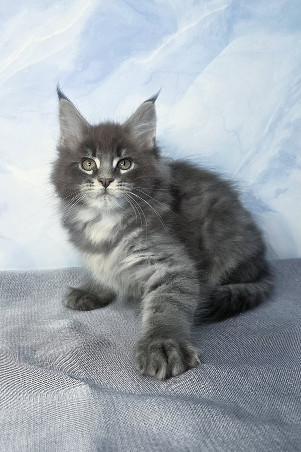Flash | Maine Coon Kitten
