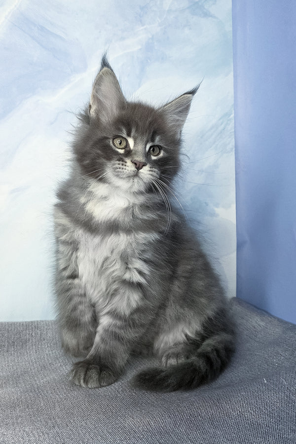 Flash | Maine Coon Kitten
