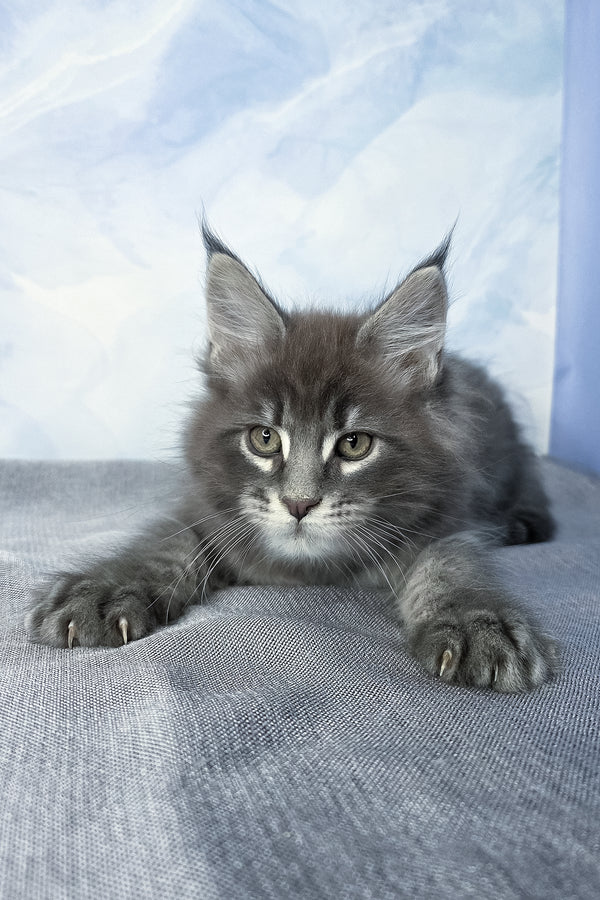 Flash | Maine Coon Kitten