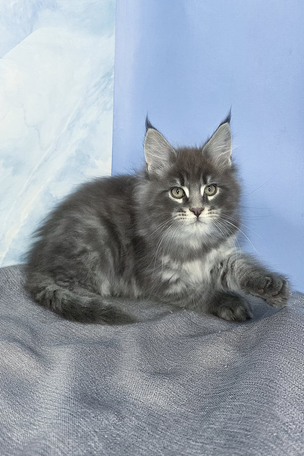 Flash | Maine Coon Kitten