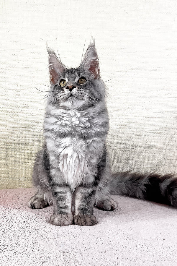 Flash | Maine Coon Kitten