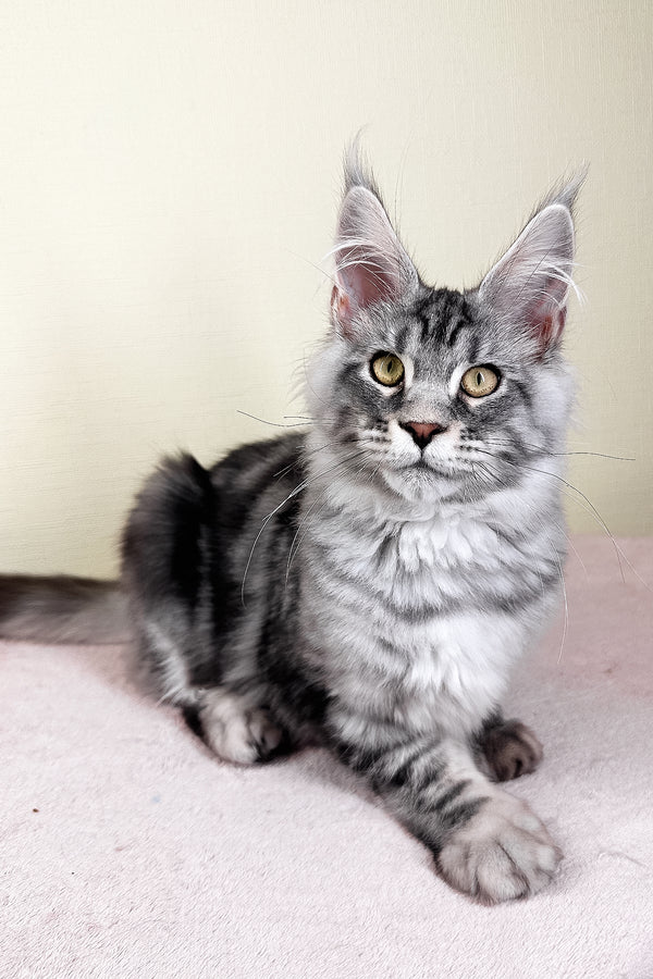 Flash | Maine Coon Kitten