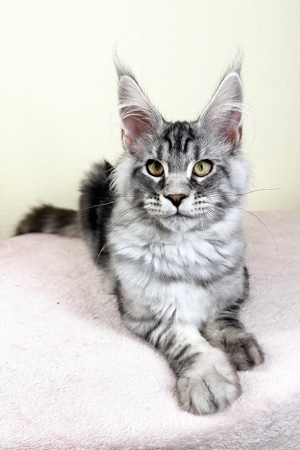 Flash | Maine Coon Kitten