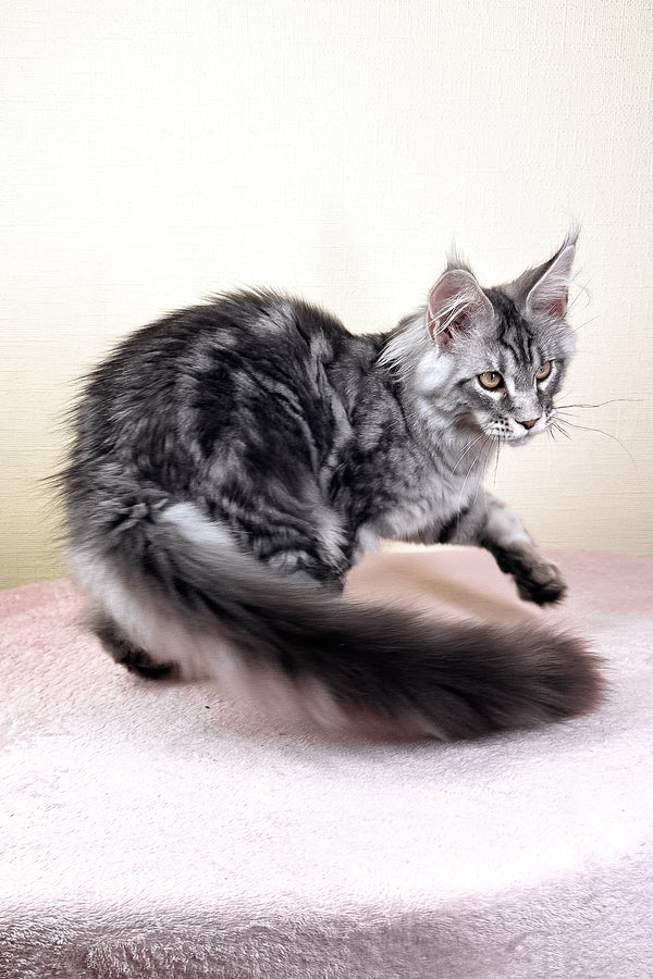 Flash | Maine Coon Kitten