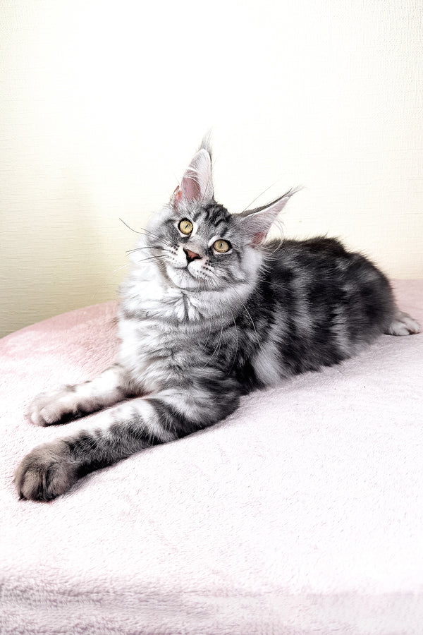 Flash | Maine Coon Kitten
