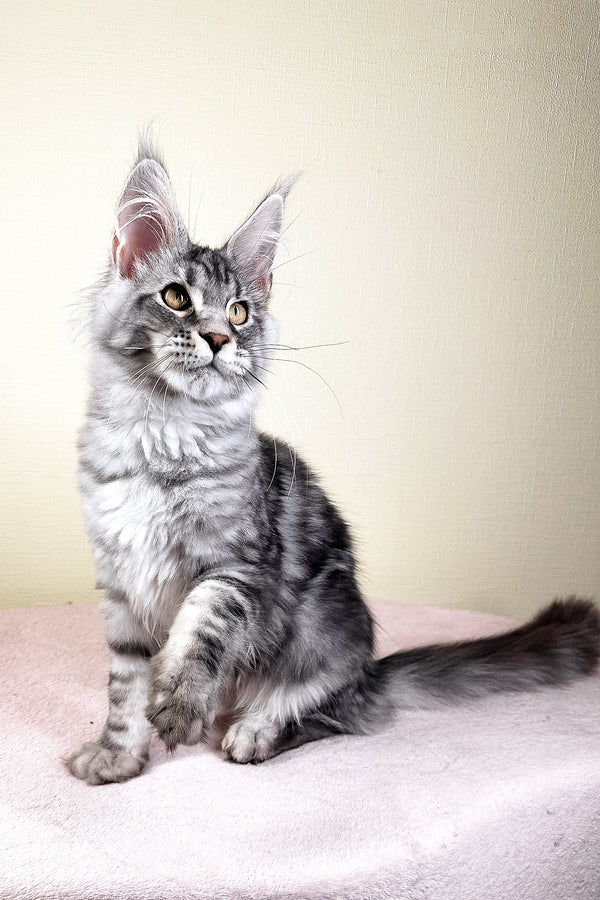 Flash | Maine Coon Kitten