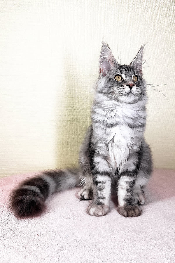 Flash | Maine Coon Kitten
