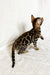 Fleur | Bengal Kitten