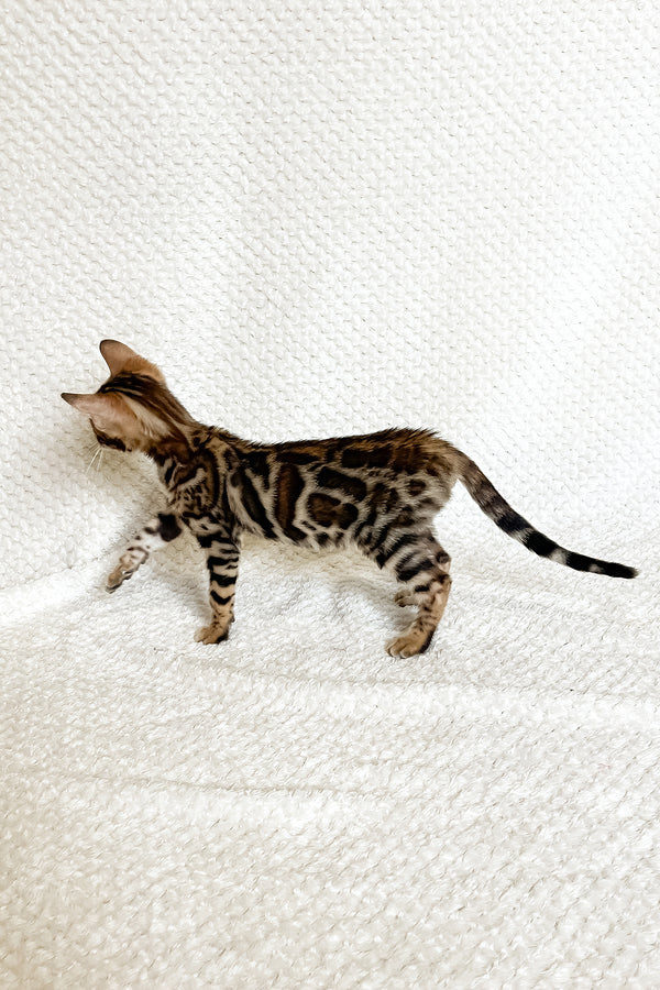 Fleur | Bengal Kitten
