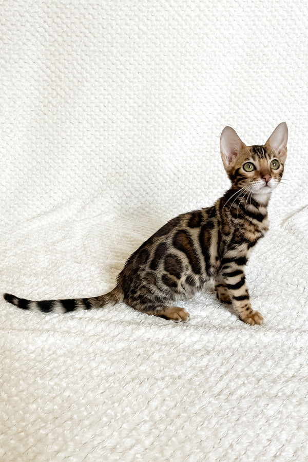 Fleur | Bengal Kitten