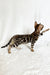 Fleur | Bengal Kitten