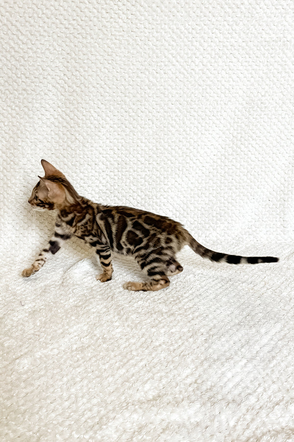Fleur | Bengal Kitten