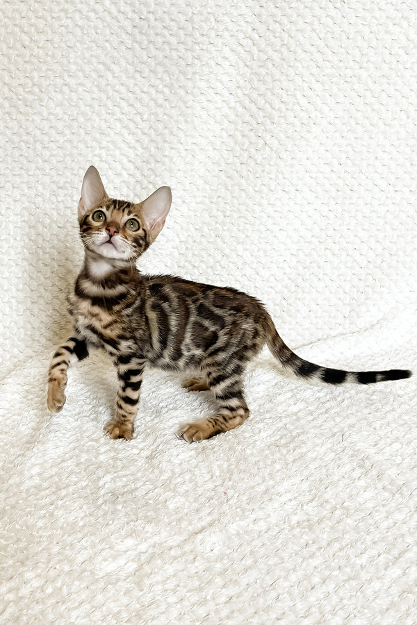 Fleur | Bengal Kitten