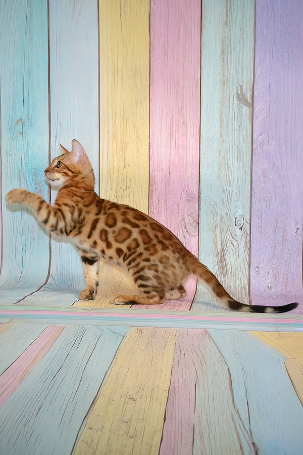 Floydan | Bengal Kitten