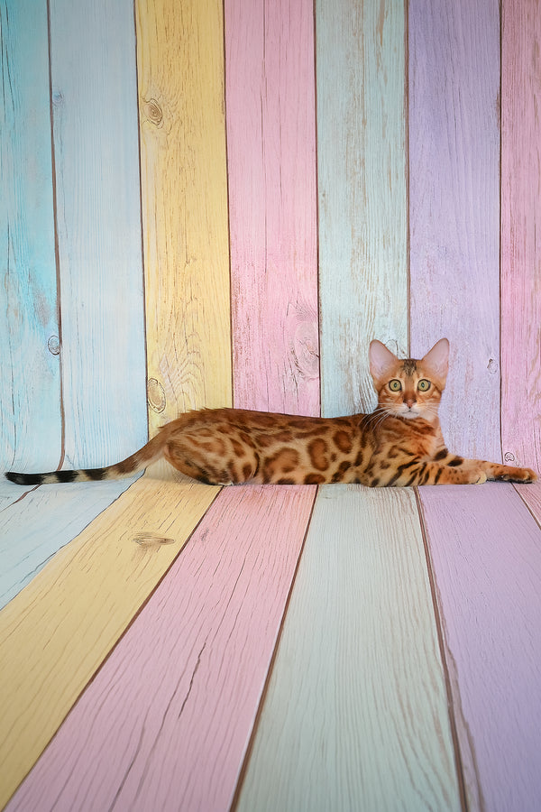 Floydan | Bengal Kitten