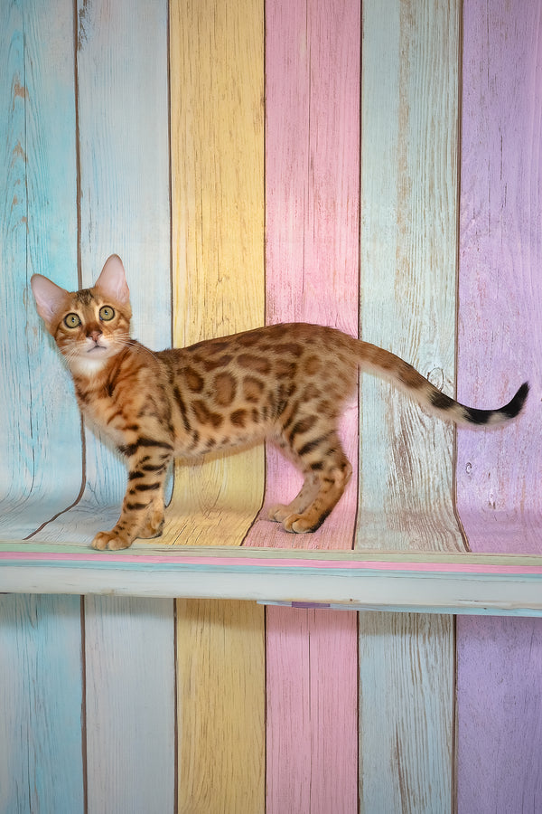 Floydan | Bengal Kitten