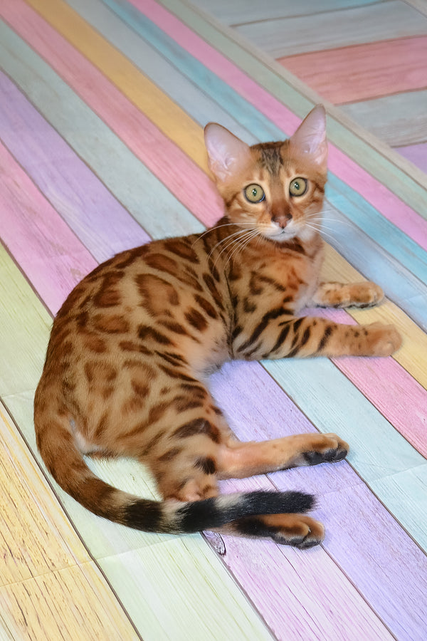 Floydan | Bengal Kitten