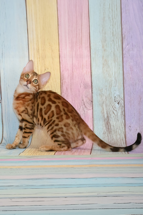 Floydan | Bengal Kitten