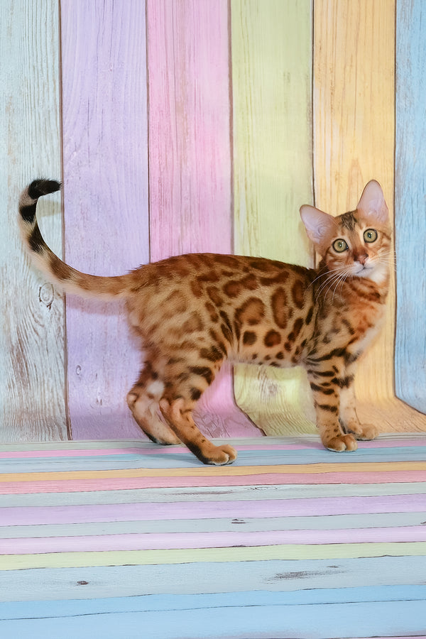 Floydan | Bengal Kitten