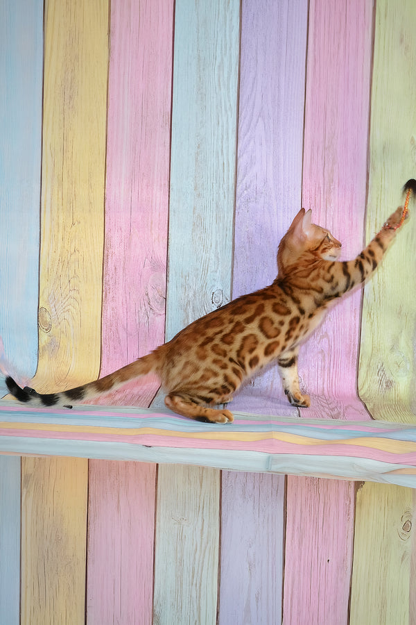 Floydan | Bengal Kitten
