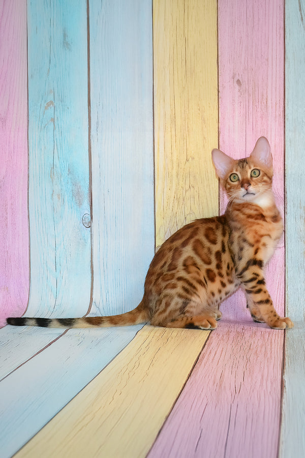 Floydan | Bengal Kitten
