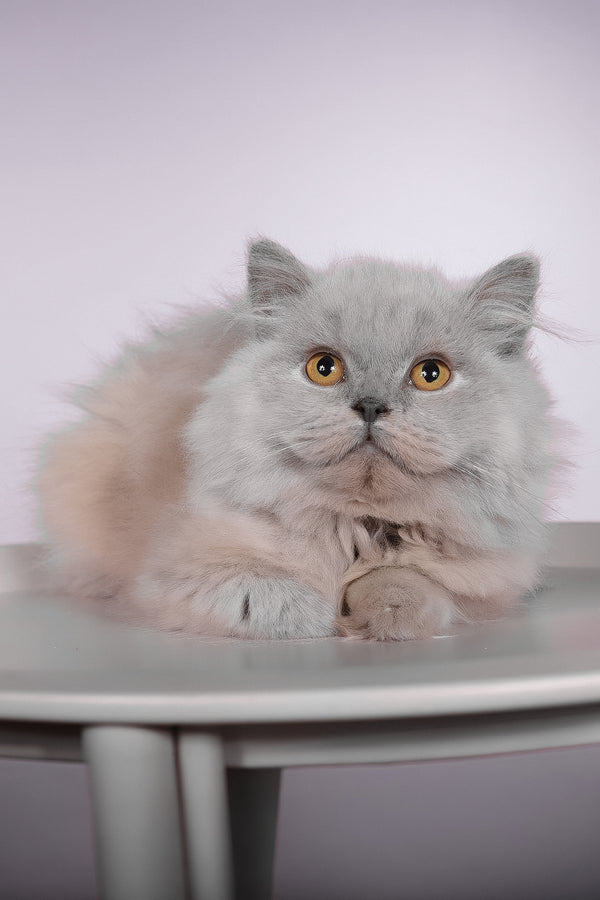 Focus | British Longhair Kitten