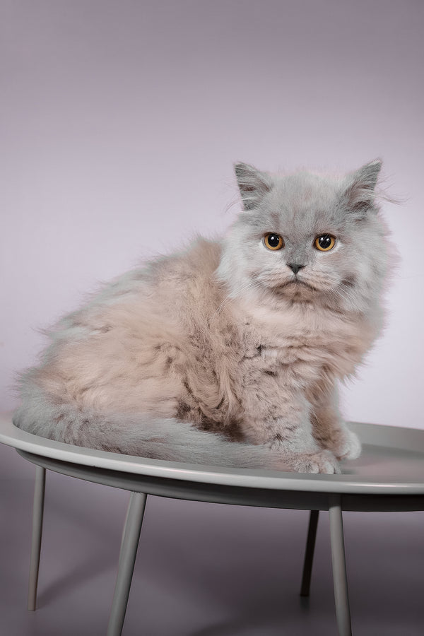 Focus | British Longhair Kitten