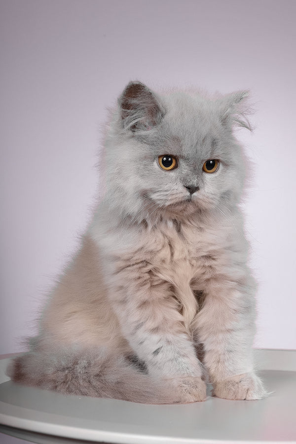 Focus | British Longhair Kitten